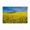Trademark Fine Art Outdoor Canvas Art - Peter Elgar 'The Canola Field' Wall Art for Patios, or Gardens 1X11667-OC3047WR - alternate 7
