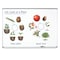 Learning Resources Giant Magnetic Plant Life Cycle, 12-Piece Set LER6045 - alternate 5