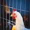 Wrightmaster 60 in. x 50 ft. 19-Gauge Reinforced Hot-Dip Galvanized Poultry Fencing, 1/2 Grid ZoroP428304 - alternate 8
