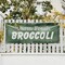 Signmission Farm Fresh Broccoli, 24 Inch x 72 Inch, Vinyl Banner B-72-30581 - alternate 5