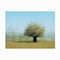 Trademark Fine Art Outdoor Canvas Art Katarina Holmstrom 'Tree With Flowers' Wall Art for Patios, or Gardens 1X10861-OC2432WR - alternate 6
