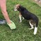 Amerihome 50 Rolls 1000 bags Standard Size Dog Waste Bags with 2 Leash Clip Dispensers PPB1000 - alternate 4