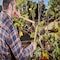 Corona Tools Hickory Handle ClassicCUT Bypass Lopper, 26 in., 1-1/2 in. Cut Capacity WL 6350 - alternate 5
