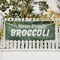 Signmission Farm Fresh Broccoli, 48 Inch x 120 Inch, Vinyl Banner B-120-30581 - alternate 5
