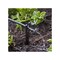 Raindrip 1 GPH Pressure Compensating Dripper, Black, 25PK PC4025B - alternate 10