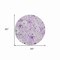 Homeroots 8' Lavender And Lilac Round Floral Washable Indoor Outdoor Area Rug 611152 - alternate 9