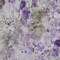 Homeroots 10' X 14' Purple Lavender And Artichoke Green Floral Washable Indoor Outdoor Area Rug 583129 - alternate 9
