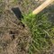 Ames Weeder Hoe, 2-Prong, Hardwood Handle, Cushion Grip 2825500 - alternate 7