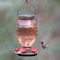 Perky-Pet Hummingbird 36 oz Glass/Plastic Prohibition Nectar Bird Feeder 5 ports 9106-2 - alternate 5