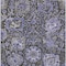 Homeroots 8' X 10' Purple And Black Damask Washable Indoor Outdoor Area Rug 609103 - alternate 9