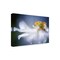 Trademark Fine Art Outdoor Canvas Art - Mandy Disher 'Anemone 1' Wall Art for Patios, or Gardens 1X10931-OC1624WR - alternate 1