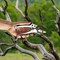 Kings County Tools Anvil Pruning Shears for Gardening 7.75 in Heavy Duty Branch Cutter Garden Shears w/ Rubber Grips GW23K05-13 - alternate 10