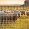 Wrightmaster 60 in. x 164 ft. 14 Gauge Reinforced Hot-Dip Galvanized Poultry Fencing, Expertly Woven ZOR-CP0018 - alternate 9