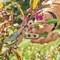 Ames Pruning Tool Kit with Zip-up Case, 4-Piece, Stainless Steel 20213344 - alternate 7