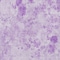 Homeroots 3' X 5' Lavender And Purple Floral Washable Indoor Outdoor Area Rug 583118 - alternate 7