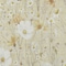Homeroots 10' X 14' Wheat And Ivory Floral Washable Indoor Outdoor Area Rug 611179 - alternate 9