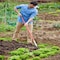 Corona Tools Garden Hoe, 6 in. Blade, 60 in. Aluminum Handle SH 60060 - alternate 3