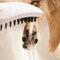 Hansgrohe Dog Shower Dog Shower Bundle, 3-Spray, 1.75 GPM in White 04974700 - alternate 6