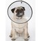 Petedge TP7167 M CL Elizabethan Collar, Fits Neck Size: 8-1/2 to 14-1/2 in, Cat TP7167 14 11 - alternate 2