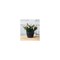 Artstone Dolce Planter, Plastic, Water-Minder, Black, 10-In. Round 3108.05 - alternate 4