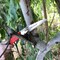 Corona Tools RazorTOOTH Saw Arborist Folding Pruning Saw, 7 in. Blade RS 7041 - alternate 4