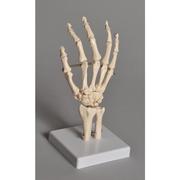 UNITED SCIENTIFIC Human Hand Model HUHN01