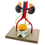 EISCO SCIENTIFIC Male Urinary System Model, Life Size, Free Standing, 15 Inches Tall AM0356
