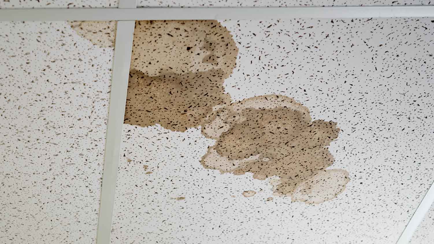 Paint Clean And Replace Ceiling Tiles